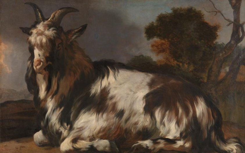 Goat Lying Down