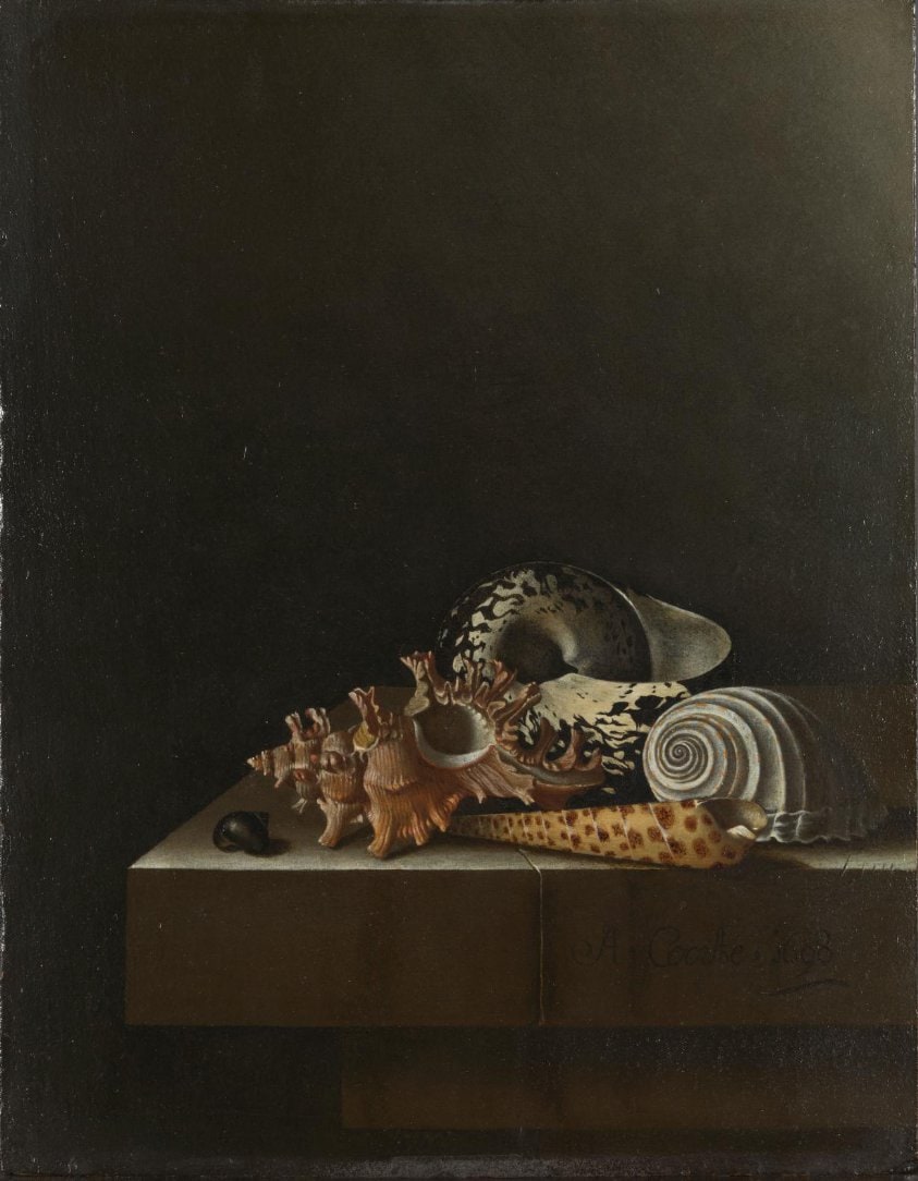 Shells on a Stone Plinth