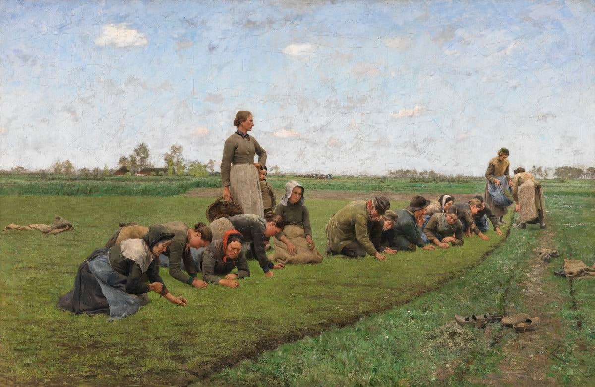 Flaxweeding in Flanders