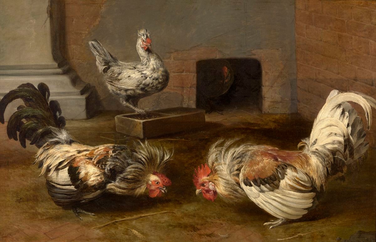 Fighting Cocks