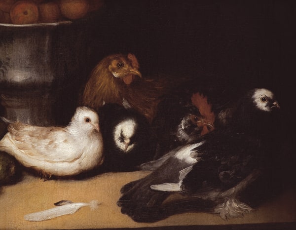 Palomas y pollos