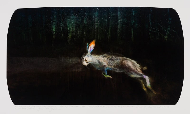 At season’s end, fireflies fill the ribbon barks, down by Shoalhaven river. Sunny, lost to traffic, waits all night for dawn, for waking fireflies, and weaves a new body from their glow