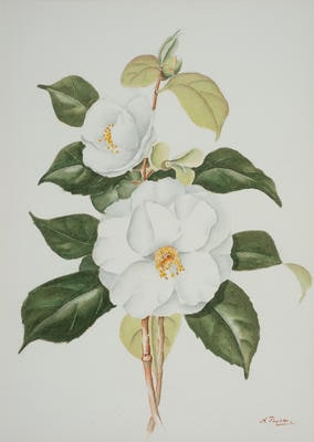 Camellia "A.W. Jessep"