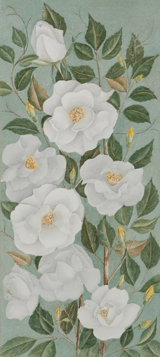 White Roses