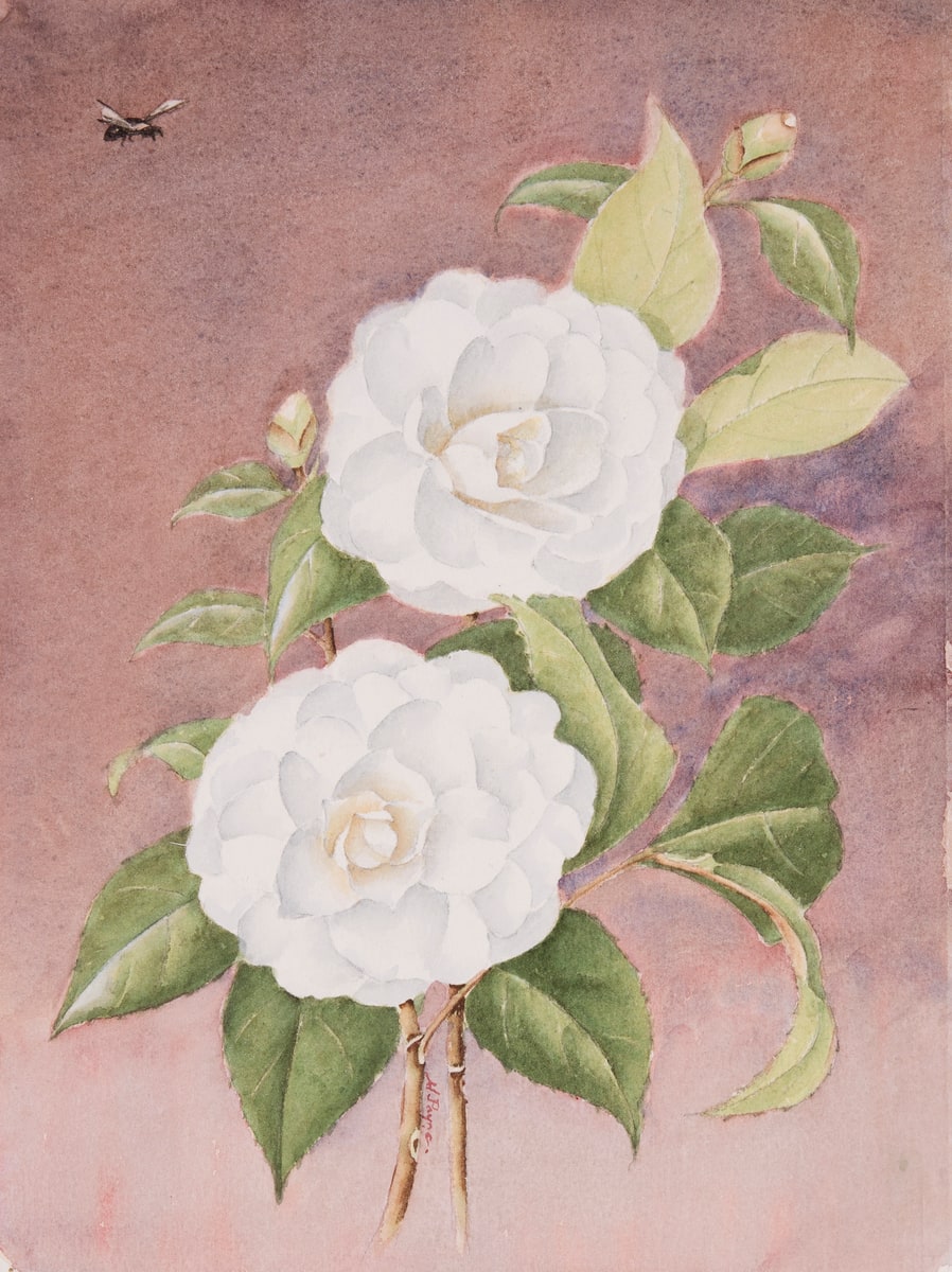 White Flowers