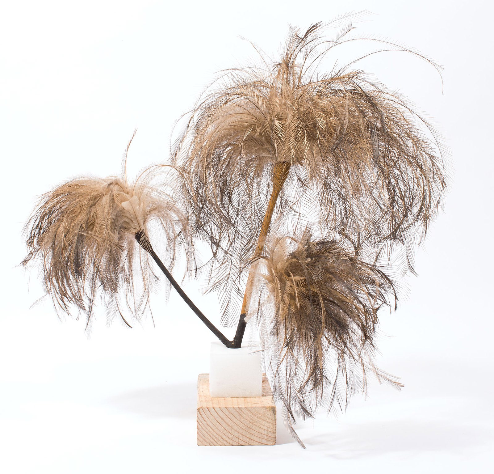 feather tree