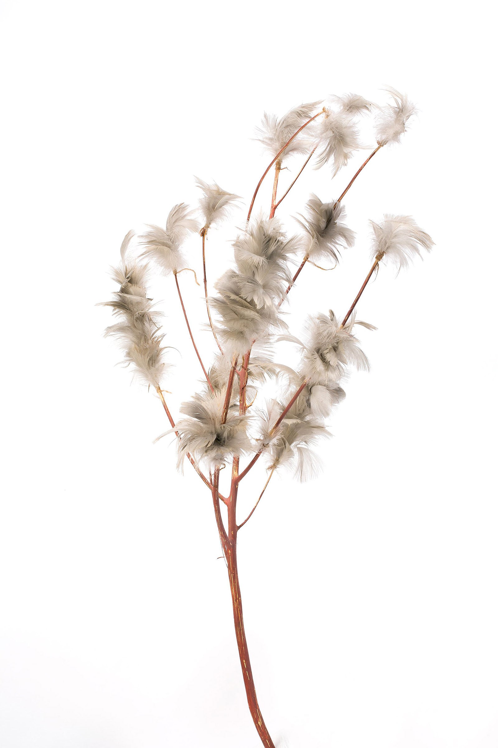 feather tree