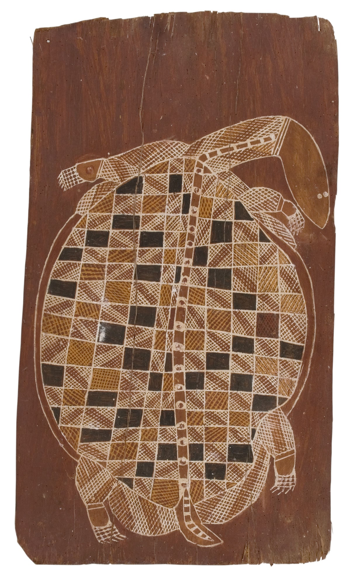 Ngalmangiyi (Northern snake-necked turtle)