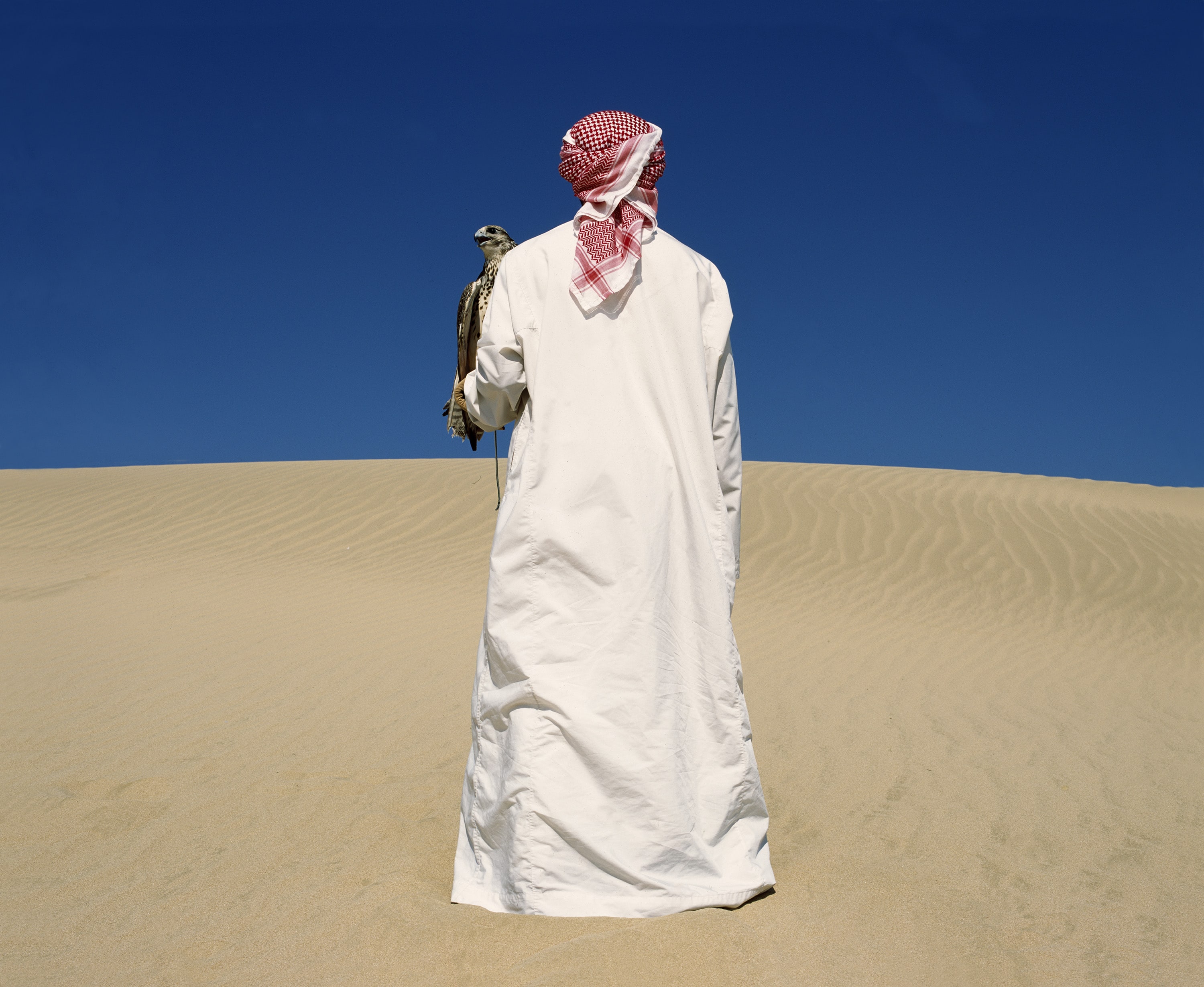 Gulf Desert Saqr