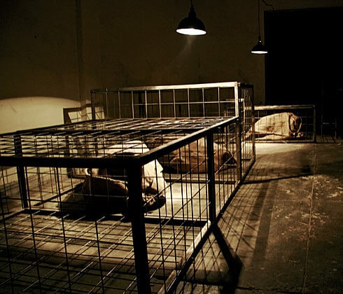 Caged Sacks