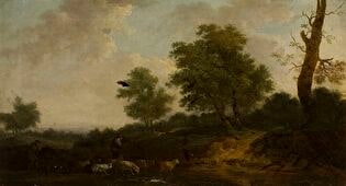 Forest landscape