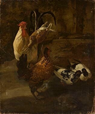 Domestic fowls