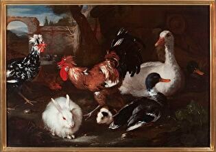 Domestic fowls