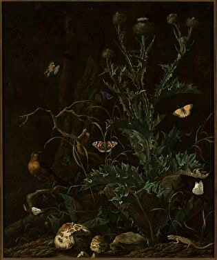 Thistles, butterflies and a lizard