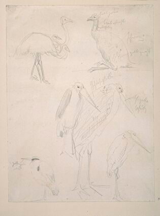 Studies of African birds - ostriches and marabous