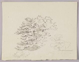 Tree Crowns; Verso: Tree Trunk