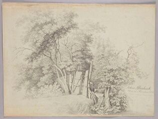 Trees and a Decrepit Wooden Fence by a Stream
