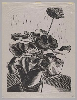 Geraniums
