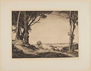 Forest Landscape
