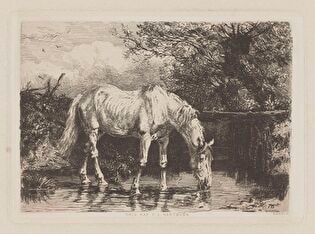 White Horse Drinking Water from a Stream