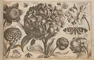 Peonies