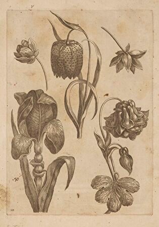 12) Floral Composition