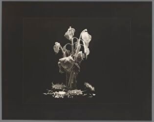 Z cyklu "Martwe natury": 10 VIII 2011