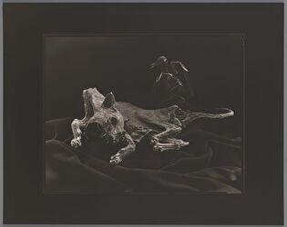 Z cyklu "Martwe natury": Decembre 1997