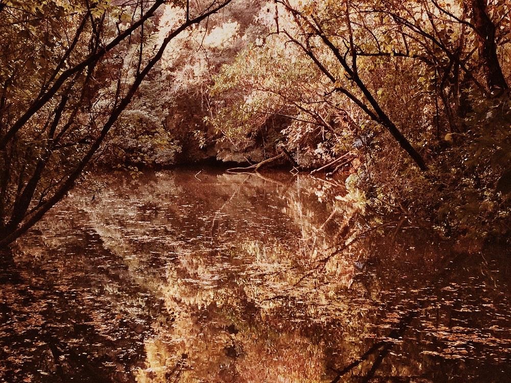 Bosque do Morumbi
