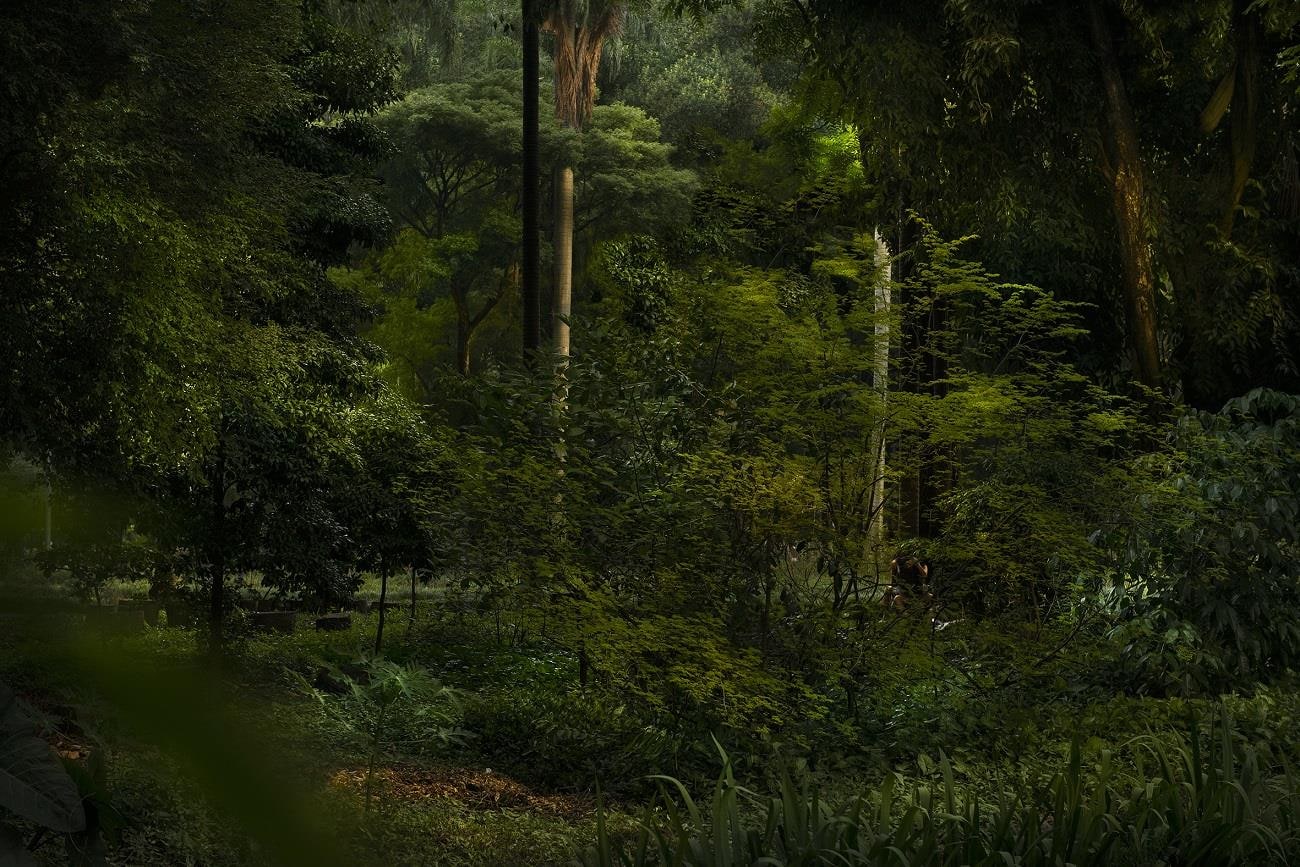 Série Parque da Luz