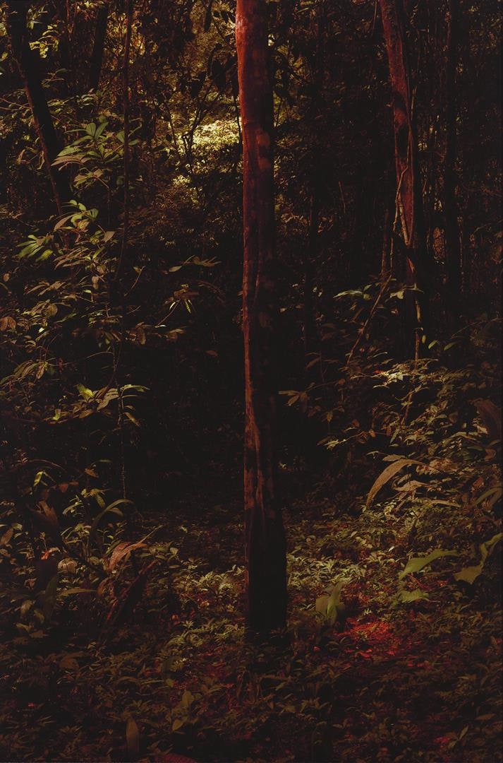 Altamira #8