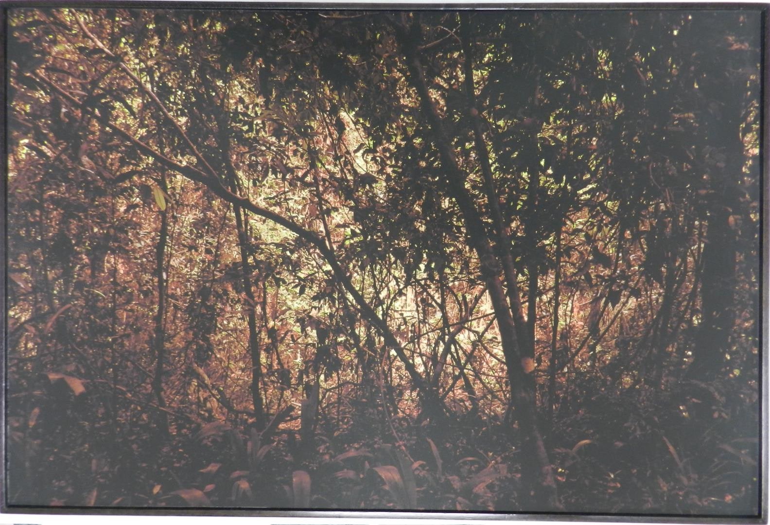 Altamira #1