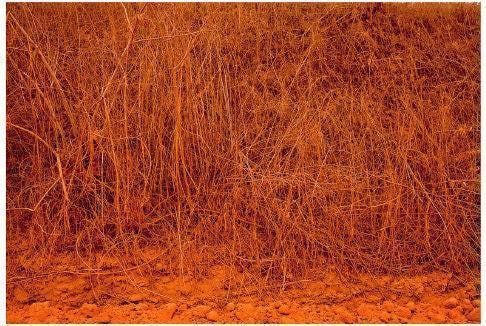Pintura II
