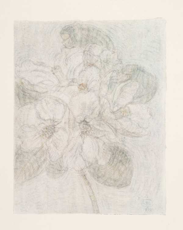 Blossoms and Flowers