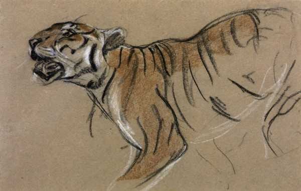 ‘Head and Forepart of a Tiger‘, John Macallan Swan | Tate