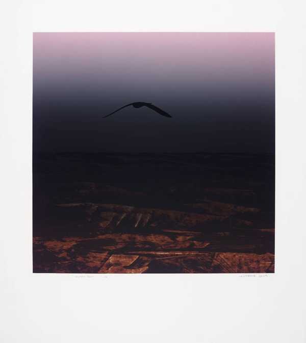 ‘Omen Bird‘, Lawrence Daws, 1972 | Tate