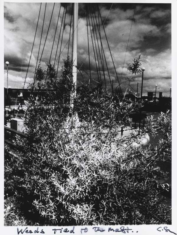Weeds Tied to the Mast