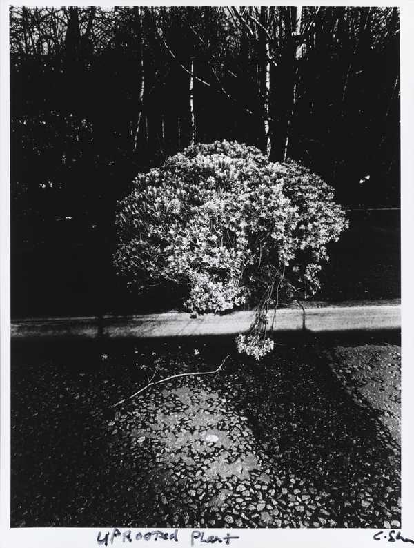 Uprooted Plant