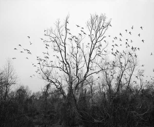 Birds rising along the Mississippi, New Orleans, Louisiana