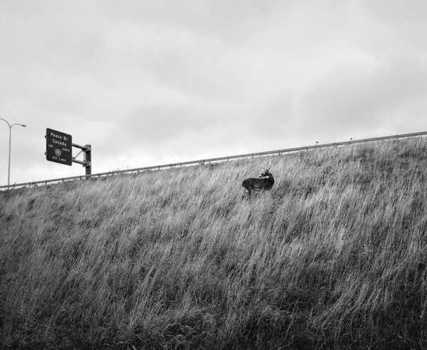 Deer on highway embankment, Buffalo, NY
