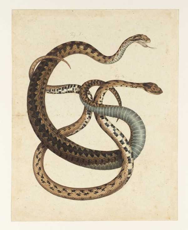 ‘Two Snakes‘, Albertus Seba | Tate