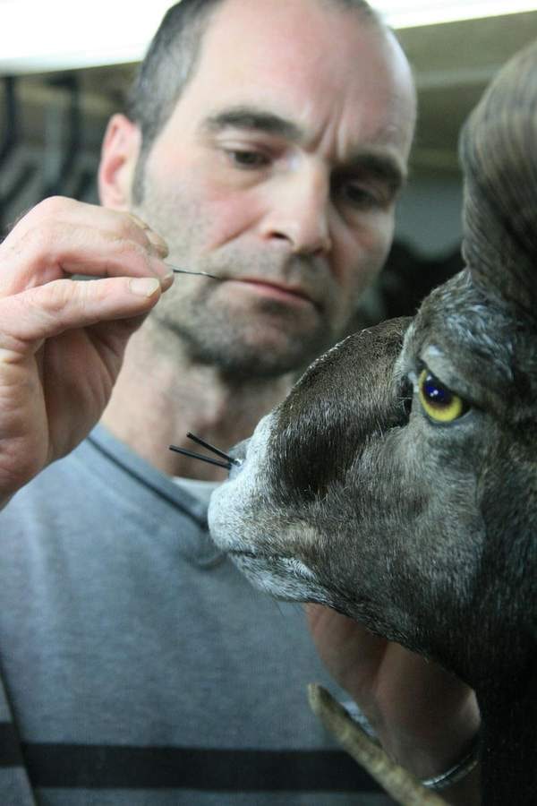 Obstructions / Taxidermist