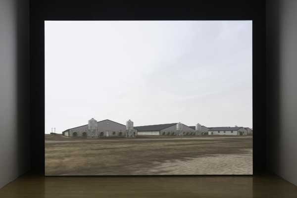 Sow Farm (near Libbey, Oklahoma) 2009