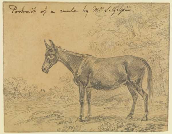 Portrait of a Mule