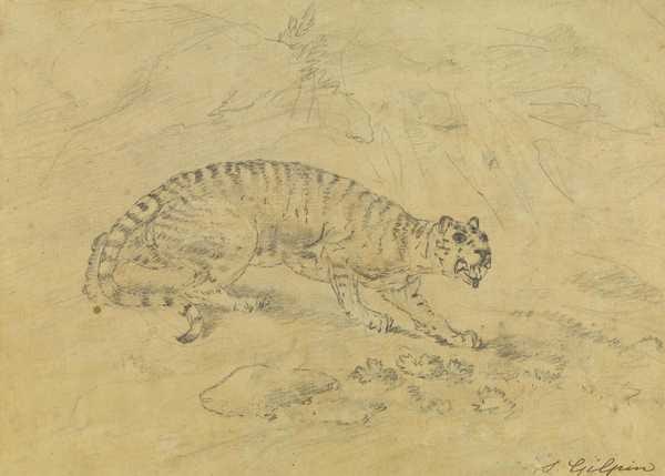 Study of a Tiger