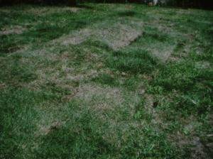 Grass Breathing