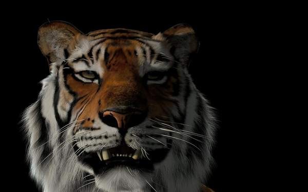 2 or 3 Tigers