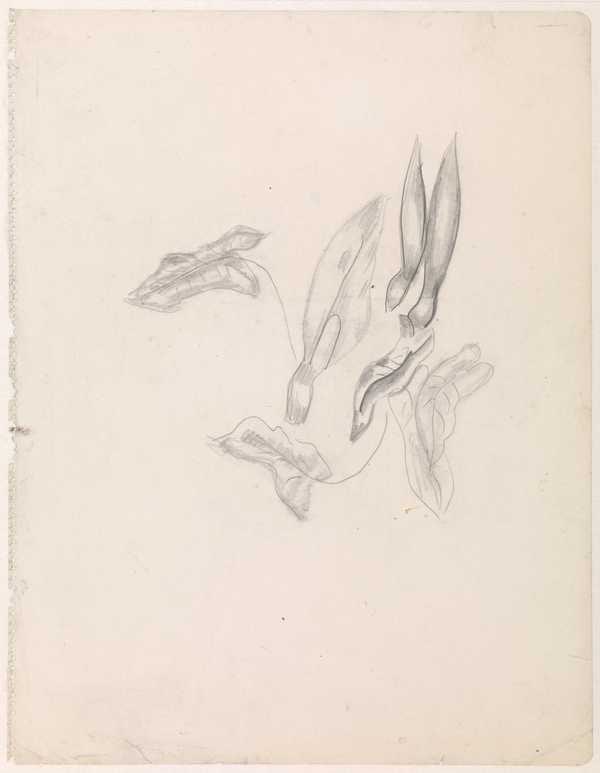 ‘Drawing of leaves and lilies