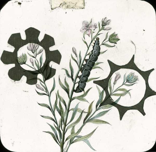‘Colour glass lantern slide of the large elephant hawk moth caterpillar on a plant with small cut out pieces of paper glued to the image, presumably by Eileen Agar