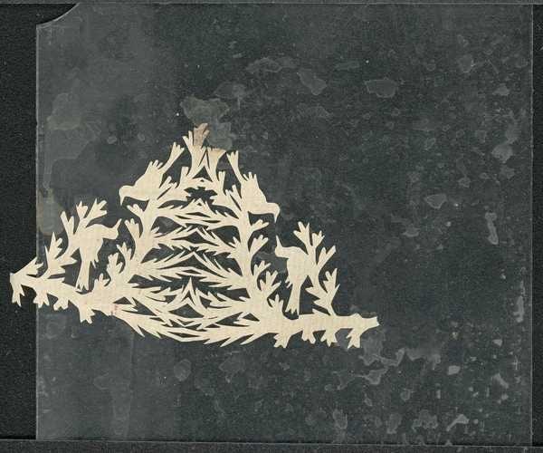 ‘Glass slide which originally had a paper cut out of a bird glued to it, now detached